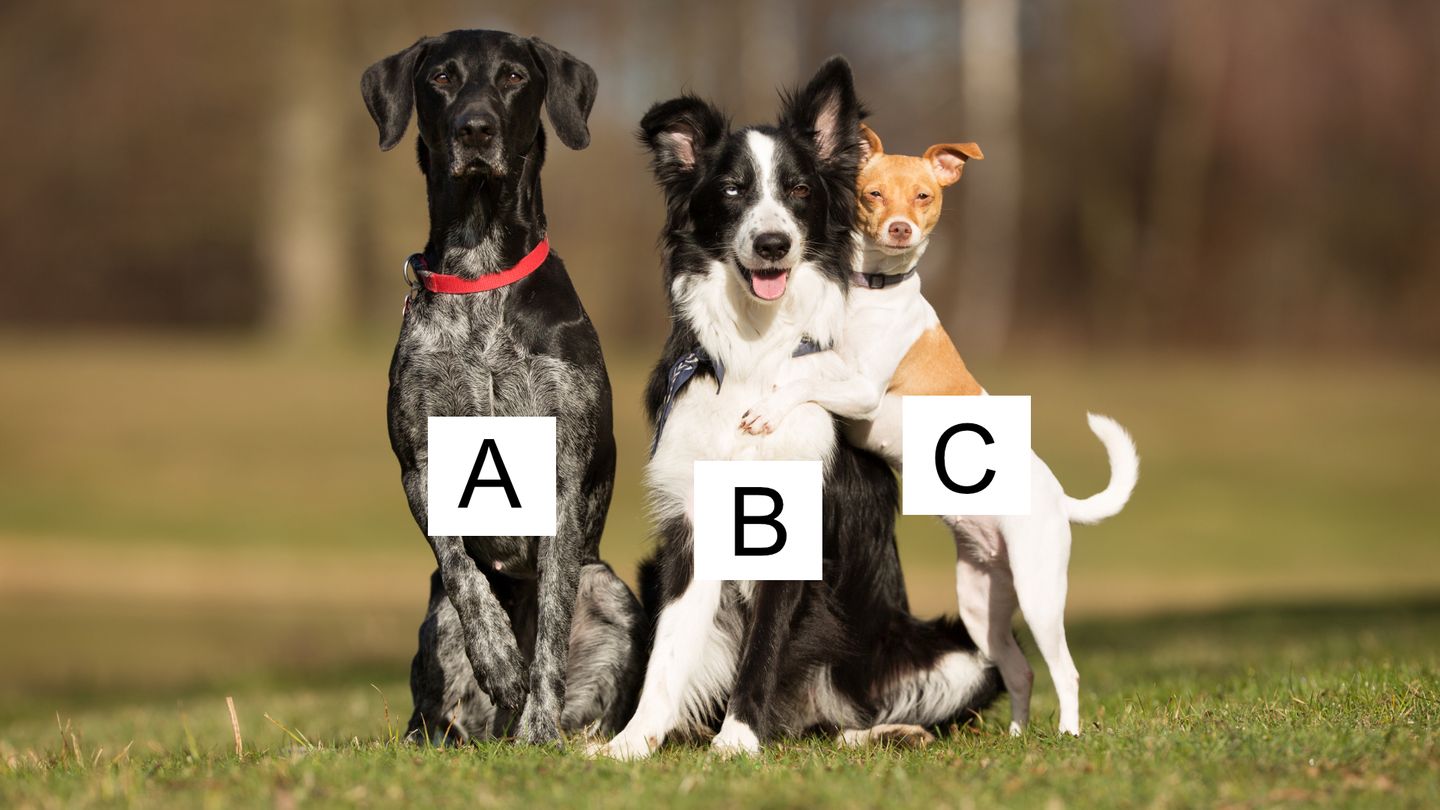 Persönlichkeitstest: Entscheide dich für einen Hund und erfahre deine Stärke | BRIGITTE.de