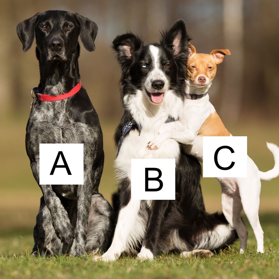 Persönlichkeitstest: Wlchen Hund würdest du hier auswählen?