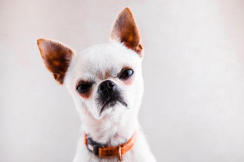 schmollender Chihuahua