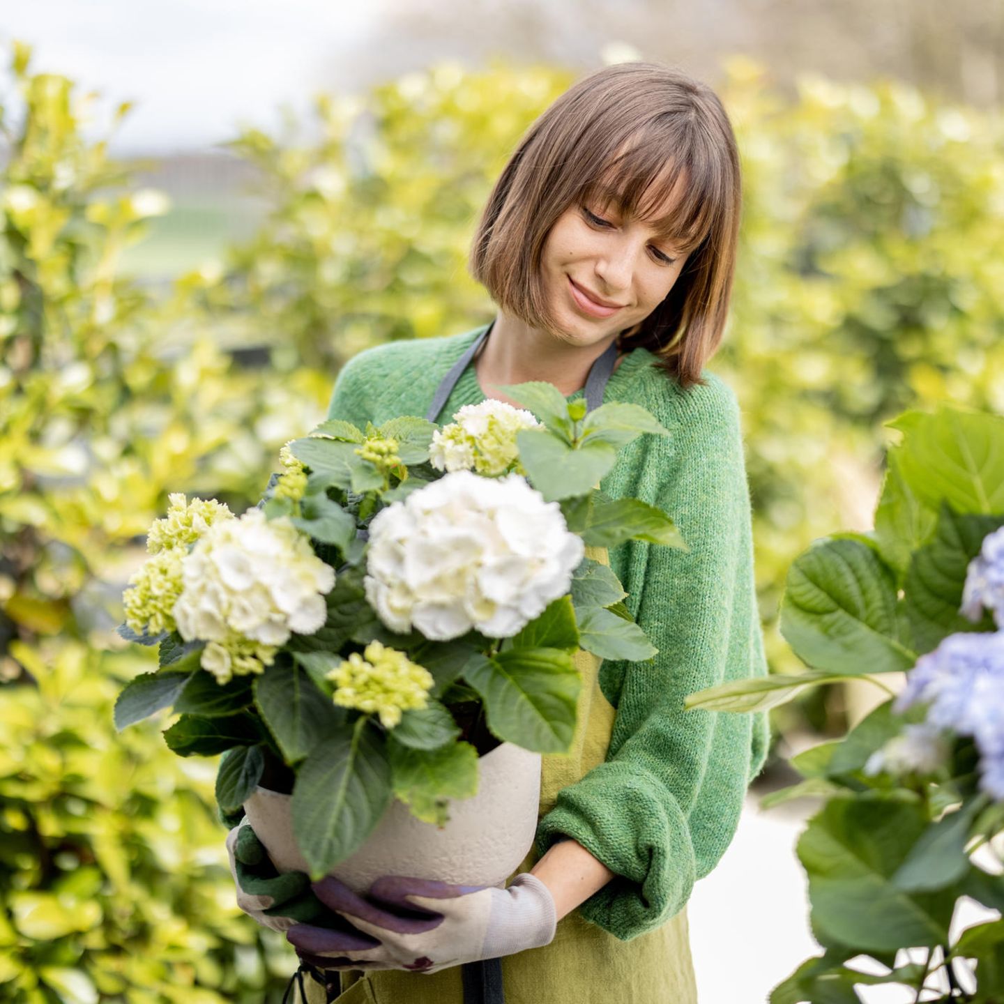 Garten: Hier blühen besonders Hortensien deine schön ganz