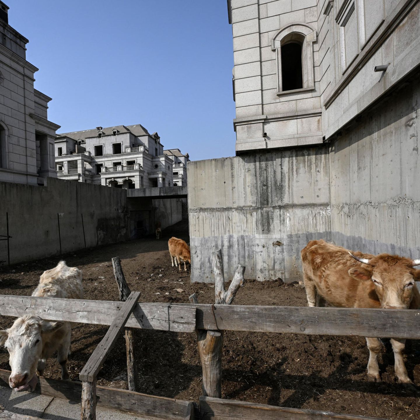 Geisterstadt in China: Rinderherden schwelgt jetzt im Luxus