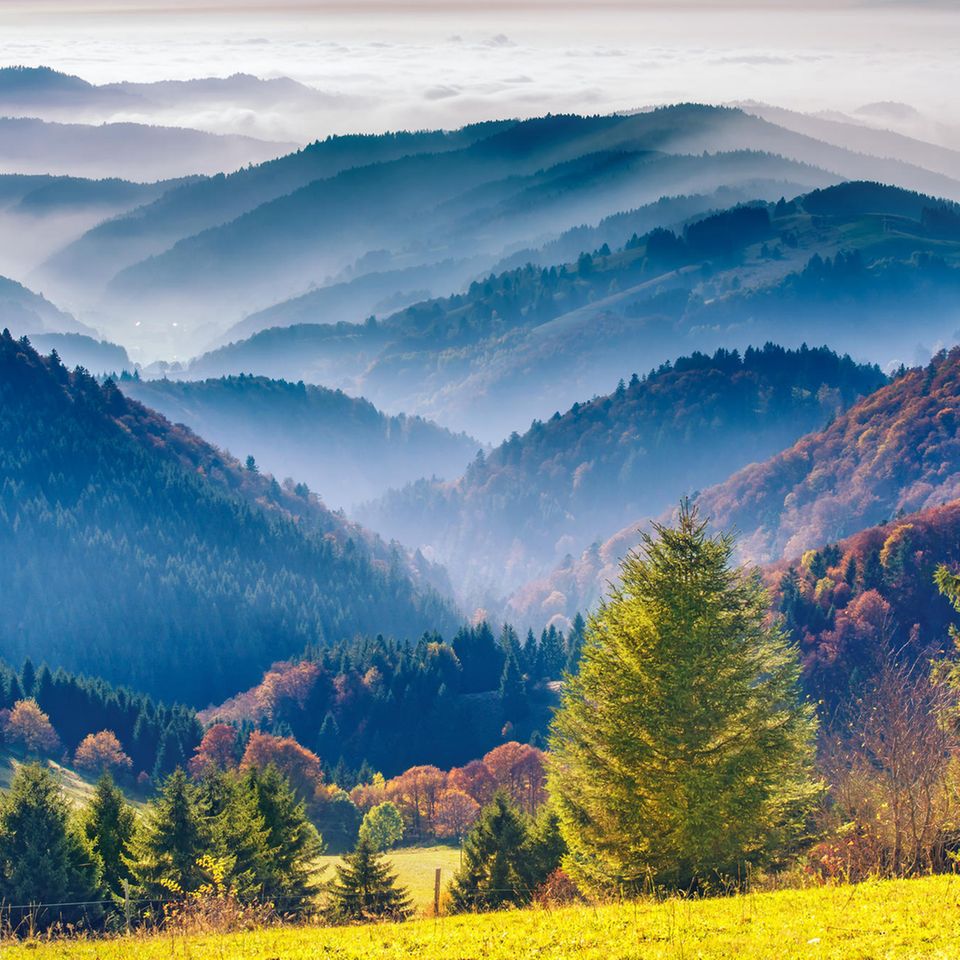 Frische Luft, tolle Wanderwege und gutes Essen satt – im Schwarzwald ist Erholung in der Natur angesagt.
