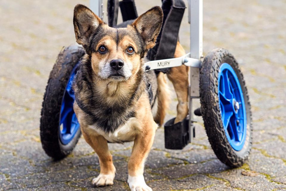 Usha Peters: Ein Hund mit einem Rollgestell