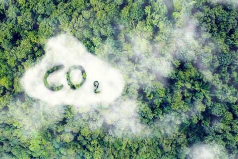 Achim Wambach: Wald von oben mit CO2-Wolke
