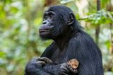 Nature in Focus Awards 2023: Gorilla mit Marder