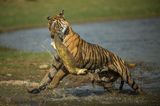 Nature in Focus Awards 2023: Tiger kämpft mit Fisch