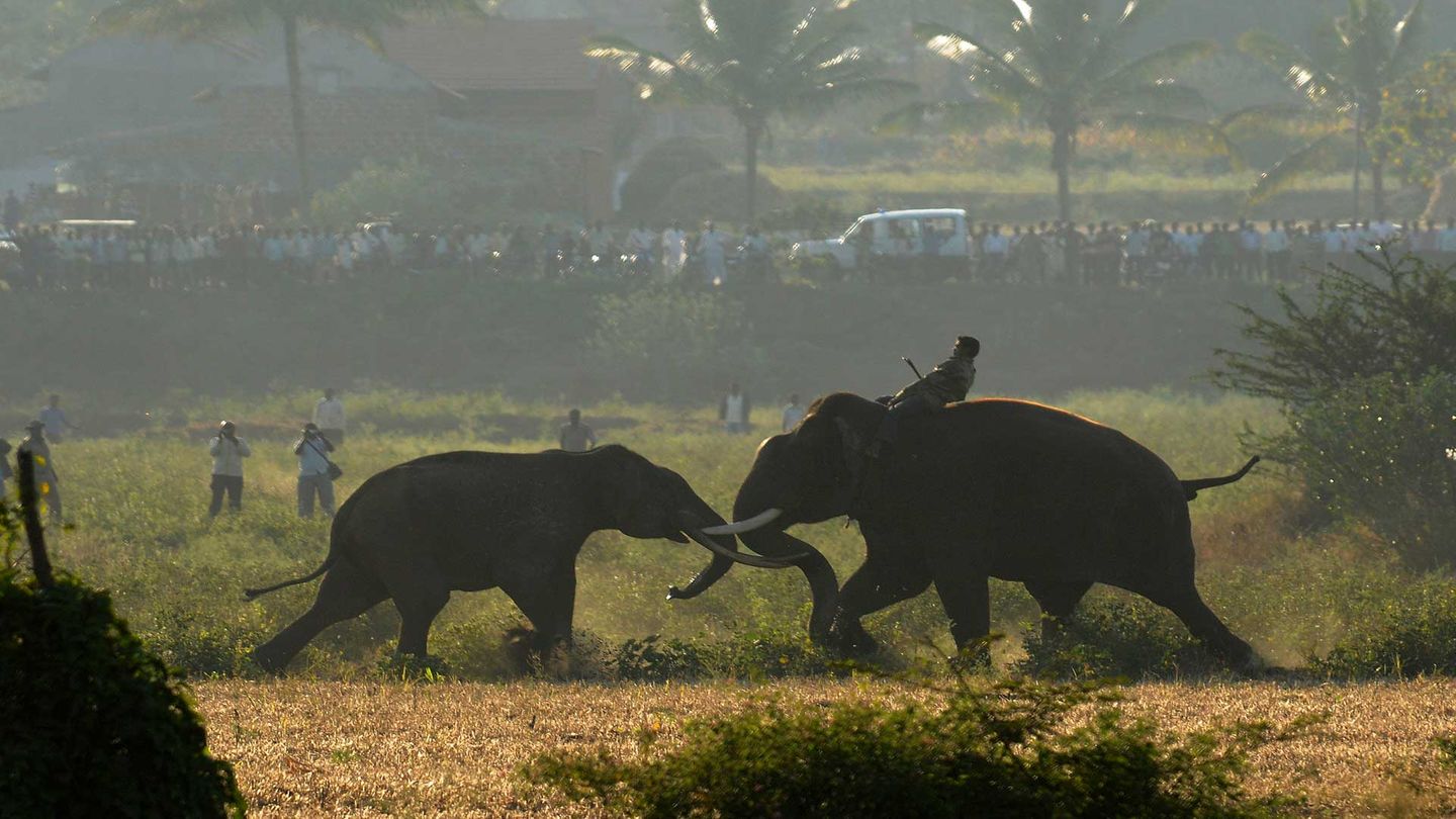 Nature in Focus Awards 2023: zwei kämpfende Elefanten