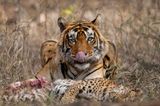 Nature in Focus Awards 2023: Tiger und Leopard