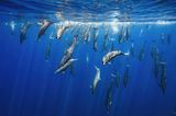 Nature in Focus Awards 2023: Delphine unter Wasser