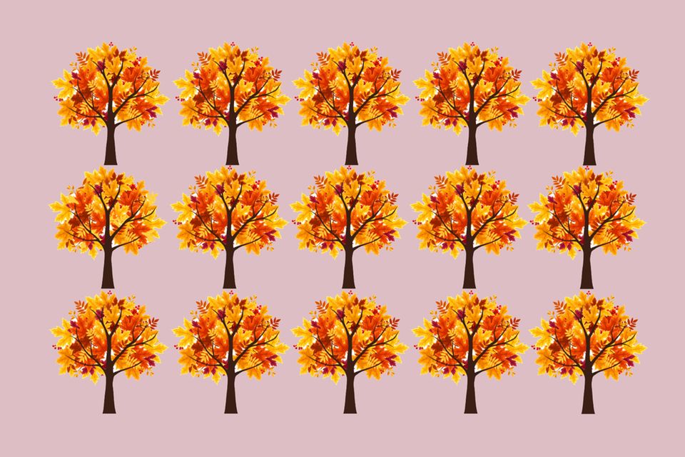 Herbst-Suchbild: Welcher Baum hat anderes Laub als der Rest?