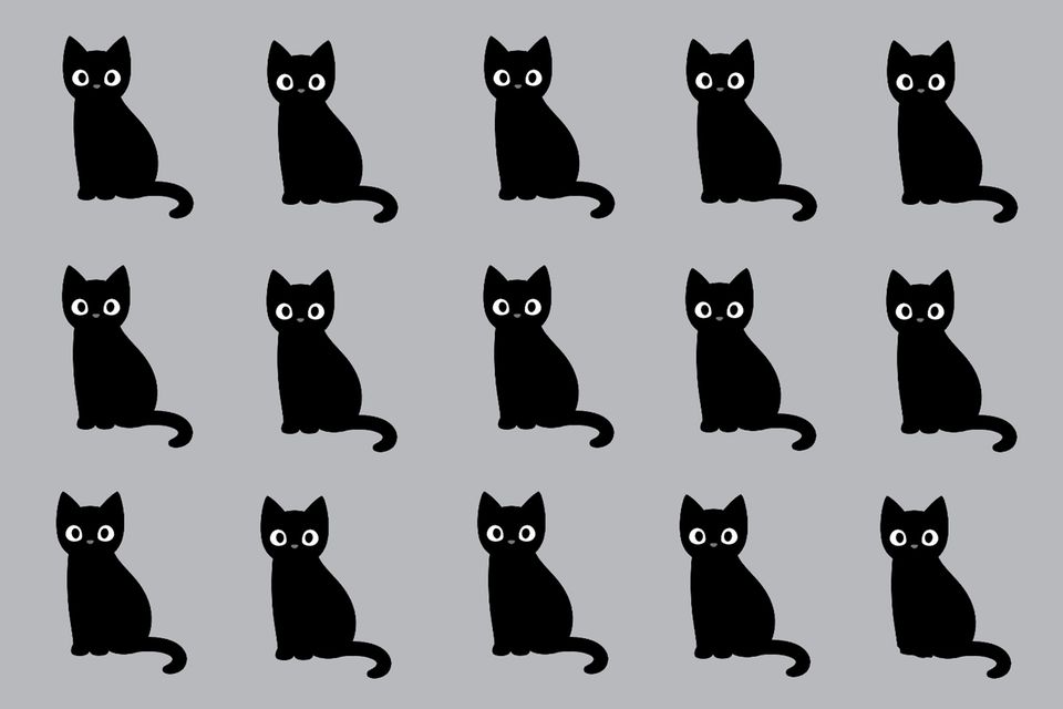 Katzen-Suchbild: Welche Katze tanzt hier aus der Reihe?