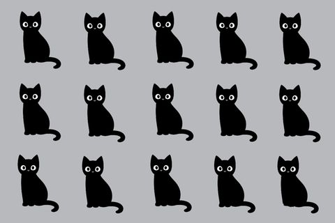 Katzen-Suchbild: Welche Katze tanzt hier aus der Reihe?