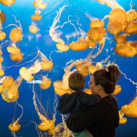 Qualleneltern als sanfte Erziehungsrevolution: Mutter mit Kleinkind beobachten Quallen im Aquarium