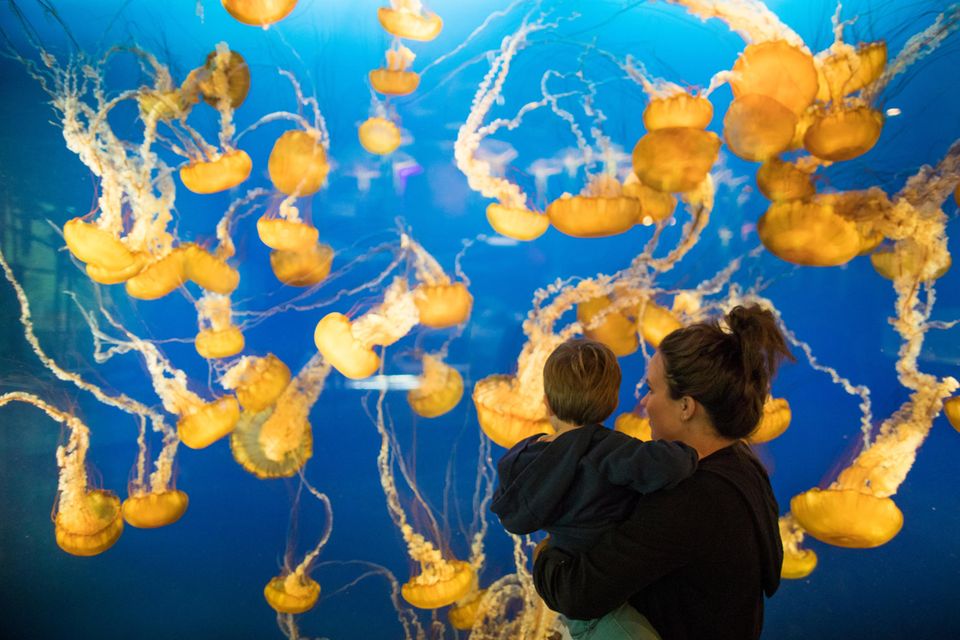 Qualleneltern als sanfte Erziehungsrevolution: Mutter mit Kleinkind beobachten Quallen im Aquarium