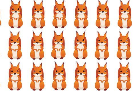 Tier-Suchbild: Welches Eichhörnchen ist anders als der Rest?