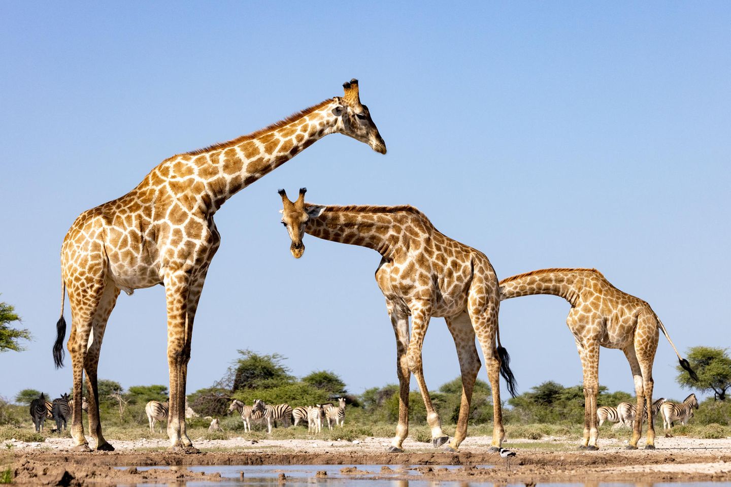 Comedy Wildlife Award 2023: drei Giraffen