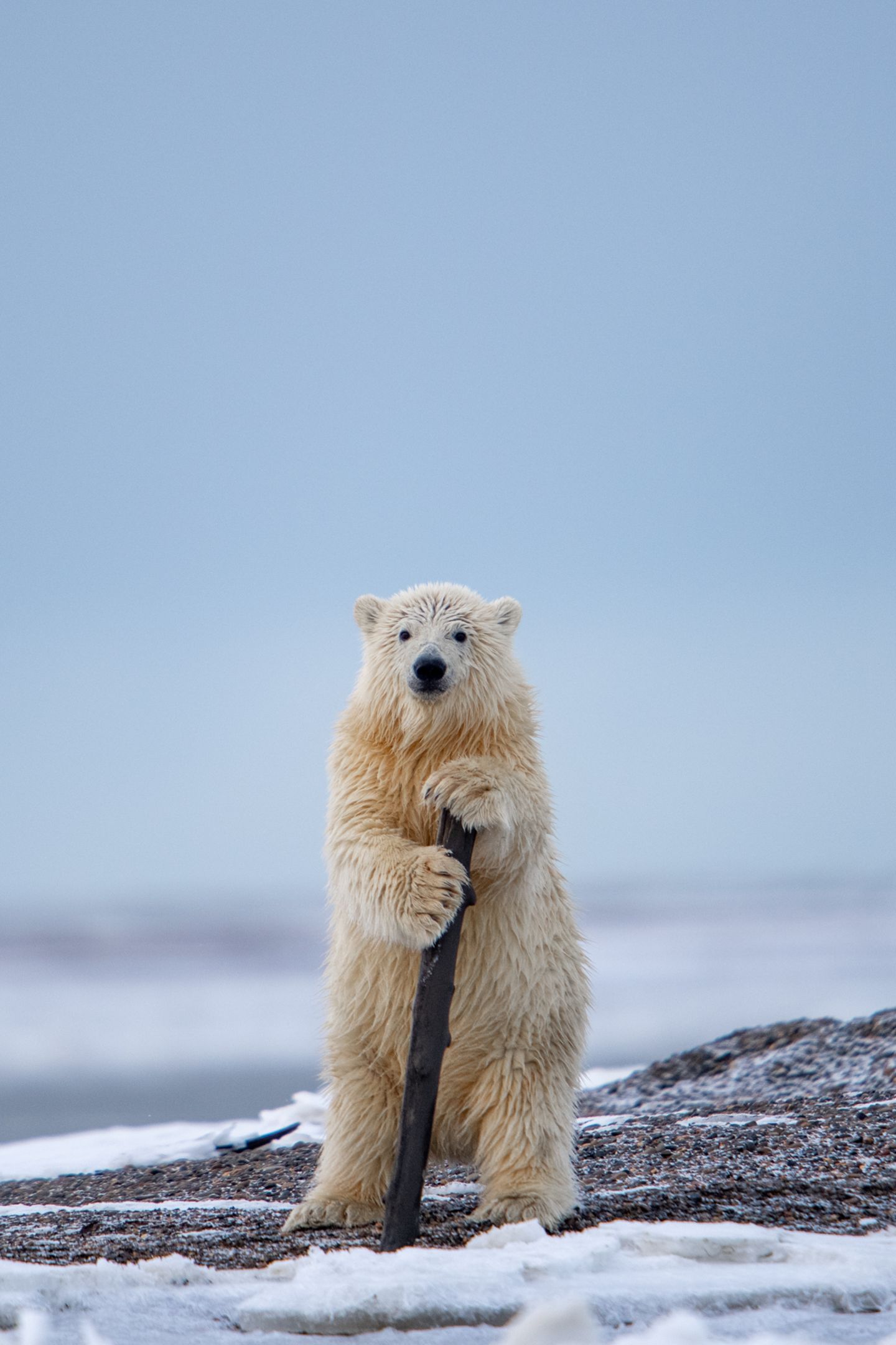 Comedy Wildlife Award 2023: Eisbär mit Stock