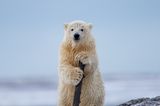 Comedy Wildlife Award 2023: Eisbär mit Stock