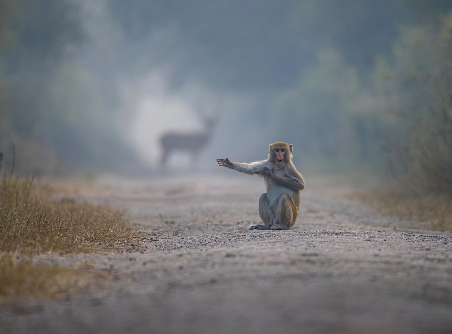 Comedy Wildlife Award 2023: Affe sitzt auf Weg
