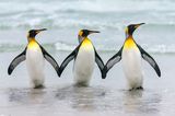 Comedy Wildlife Award 2023: drei Pinguine