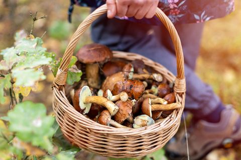 Herbstzeit: 4 Tricks durch die Pilze länger frisch bleiben