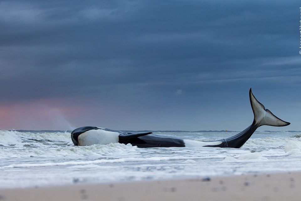 Wildlife Photographer of the Year 2023: gestrandeter Orca