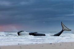 Wildlife Photographer of the Year 2023: gestrandeter Orca 1.6