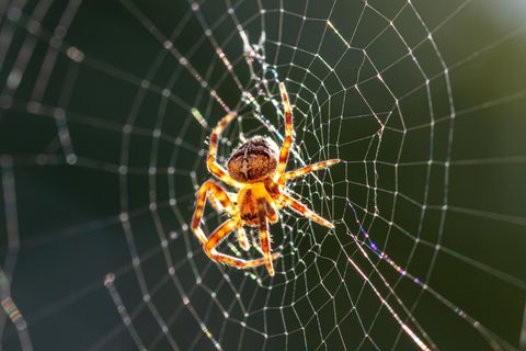 Life-Hack: 3 Tipps, wie du Spinnen wieder loswirst