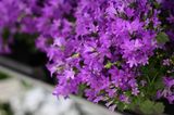 Balkonpflanzen für den Winter: Dalmatiner-Glockenblume