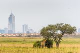 Nairobi ist cool! Kenias Hauptstadt erhebt den Anspruch, globales Kulturzentrum zu sein und ist dabei, den kolonialen Blick abzuschütteln. Die pulsierende Stadt wendet sich ihren eigenen Rhythmen zu, ihren Kunst- und Kulturstätten und ihrer besonderen Kulinarik. Und im Nairobi-Nationalpark im Süden der Stadt warten nicht nur Giraffen auf Besucher:innen.