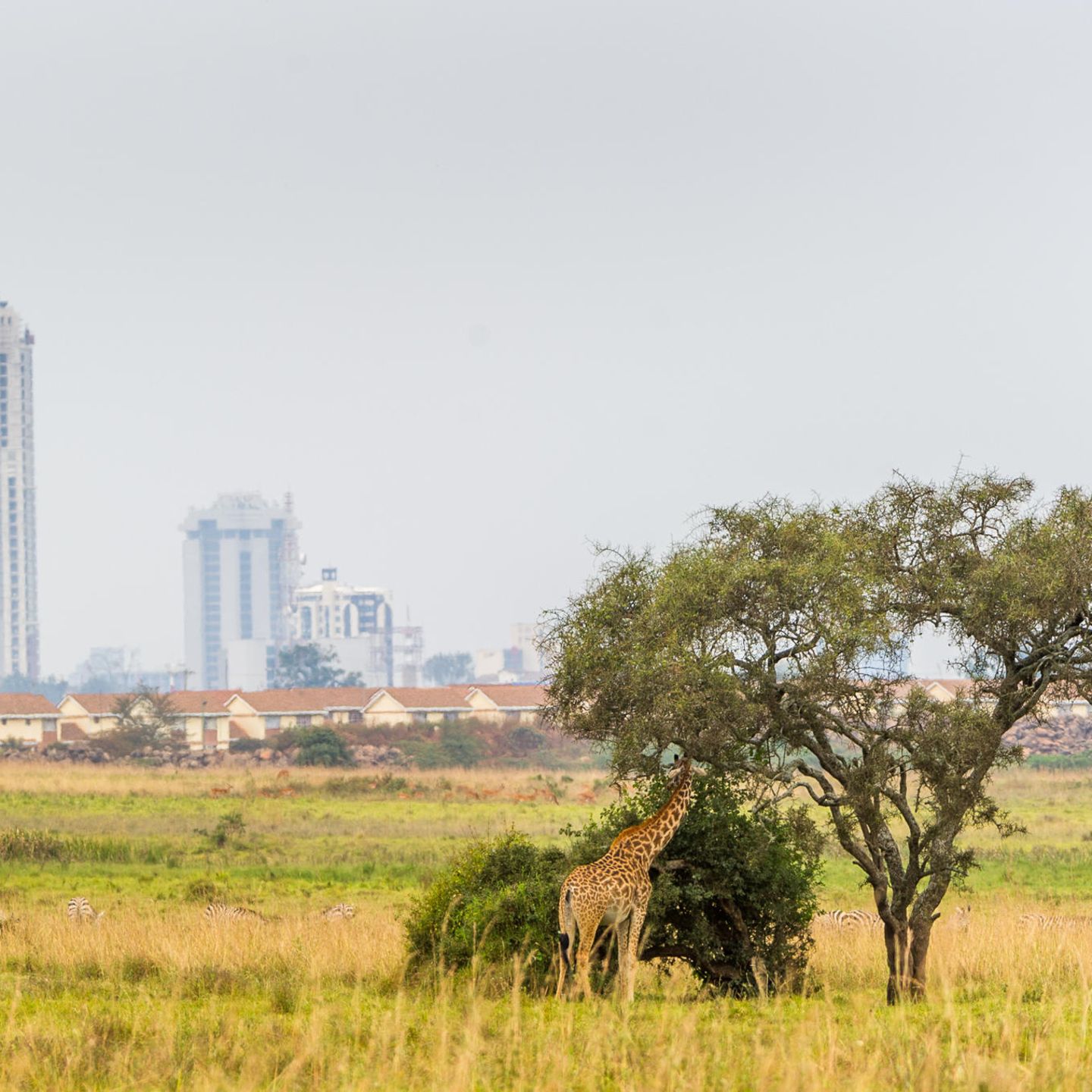 Nairobi ist cool! Kenias Hauptstadt erhebt den Anspruch, globales Kulturzentrum zu sein und ist dabei, den kolonialen Blick abzuschütteln. Die pulsierende Stadt wendet sich ihren eigenen Rhythmen zu, ihren Kunst- und Kulturstätten und ihrer besonderen Kulinarik. Und im Nairobi-Nationalpark im Süden der Stadt warten nicht nur Giraffen auf Besucher:innen.