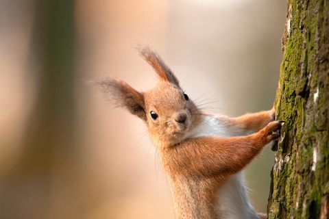 Aus dem Kindermund: Eichhörnchen
