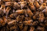Nature TTL Photographer of the Year 2023: Bienen