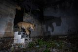 Nature TTL Photographer of the Year 2023:Jaguar in der Nacht