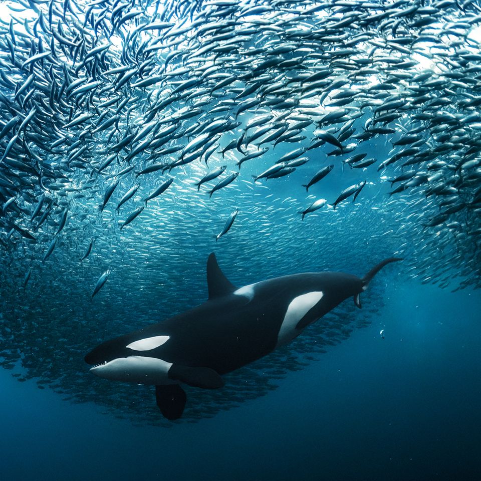 Nature TTL Photographer of the Year 2023: Orca mit Heringschwarm