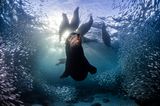 Nature TTL Photographer of the Year 2023: Robben Unterwasser