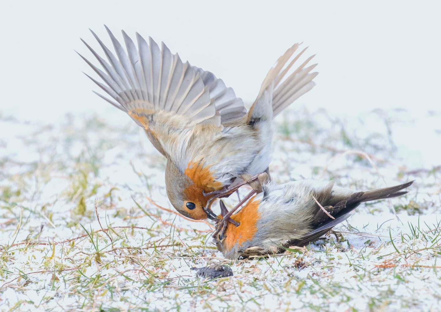 Nature TTL Photographer of the Year 2023: Vogelkampf