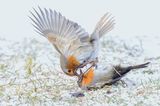 Nature TTL Photographer of the Year 2023: Vogelkampf
