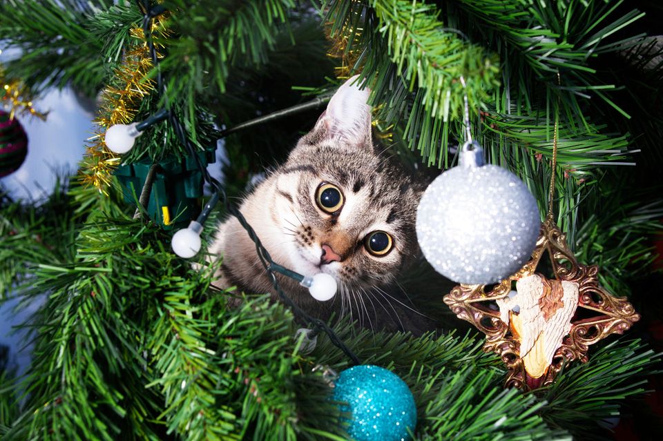 Katzen-Attacke: So schützt ihr euren Weihnachtsbaum vor Haustieren