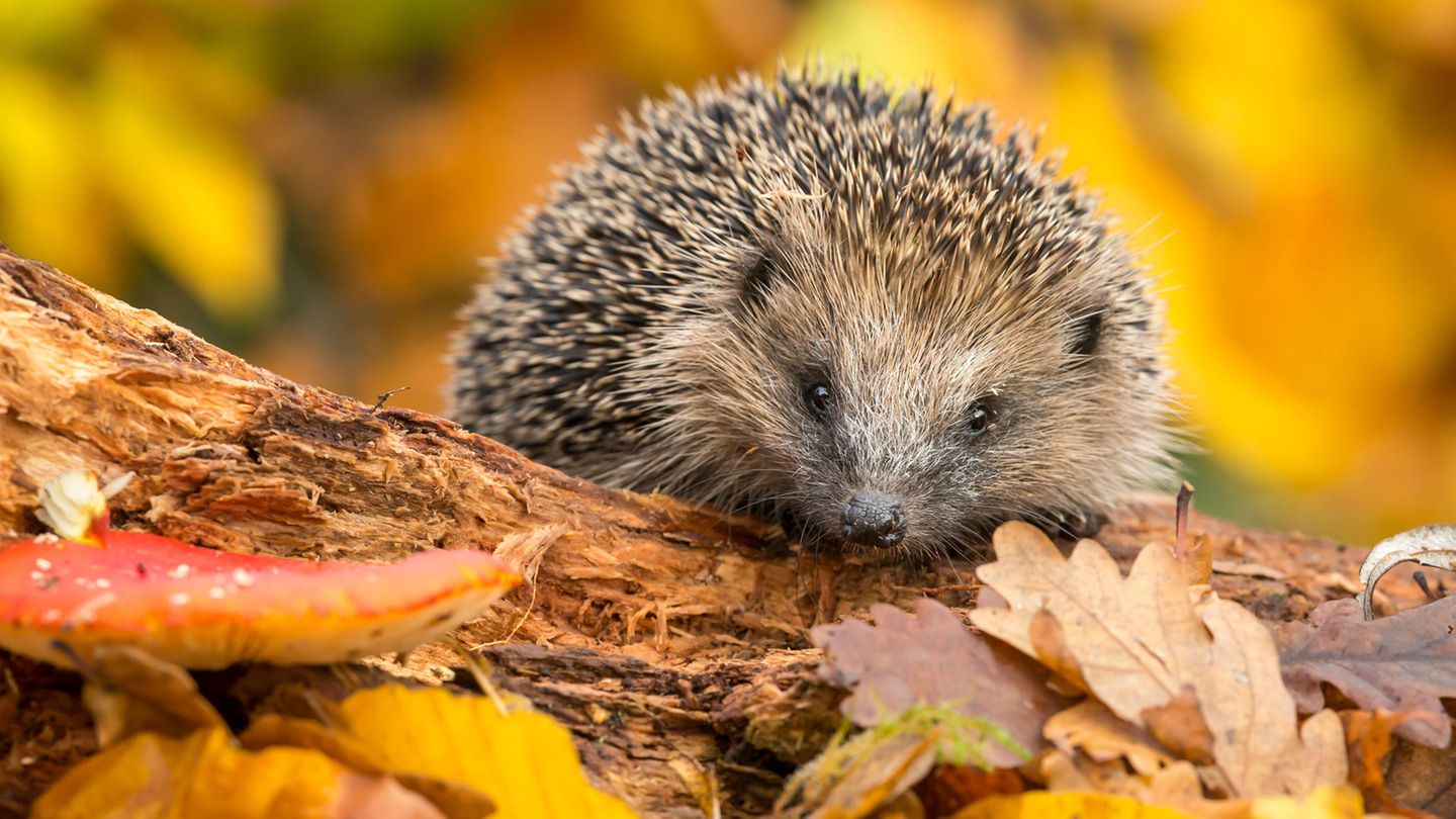 Bilder des Jahres: Der Igel wird das Tier des Jahres 2024 | BRIGITTE.de