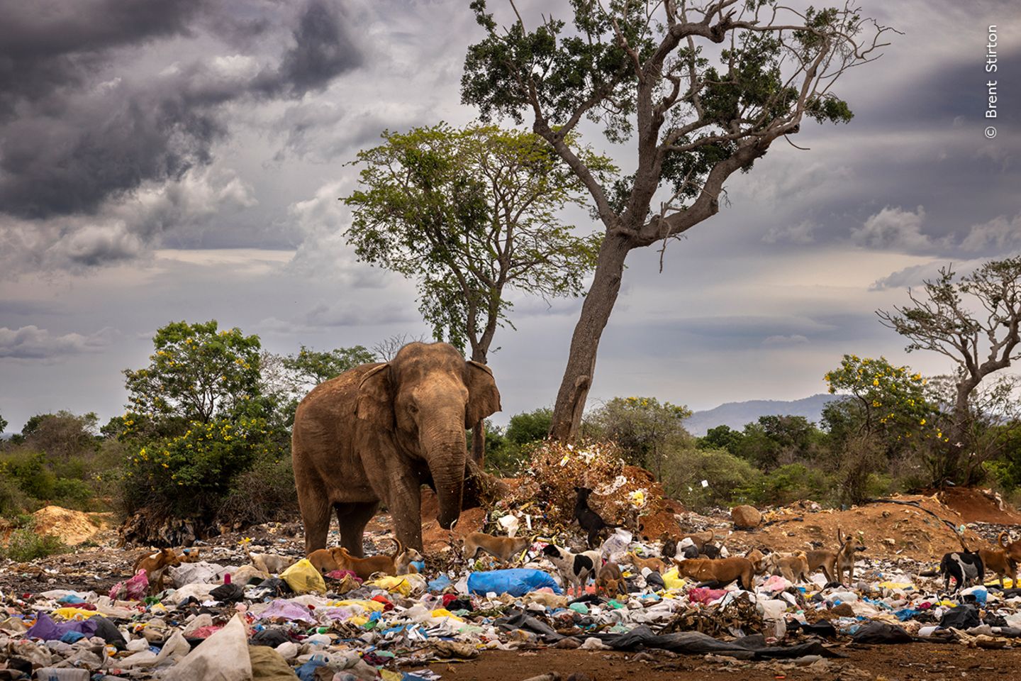 NHM People's Choice Award 2023: Elefant umgeben von Müll