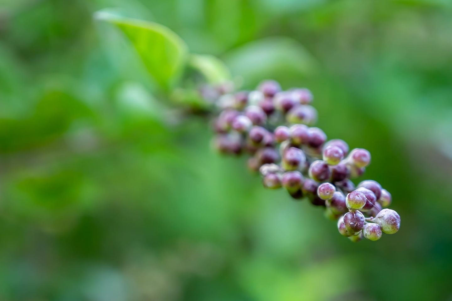 Fruchtstand von Mönchspfeffer (Agnus castus)