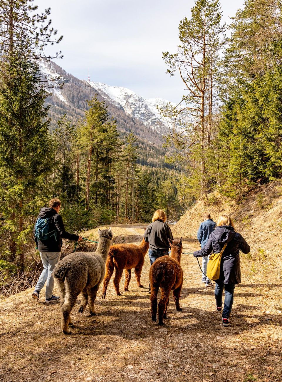 Kärnten: Alpaka-Wanderung