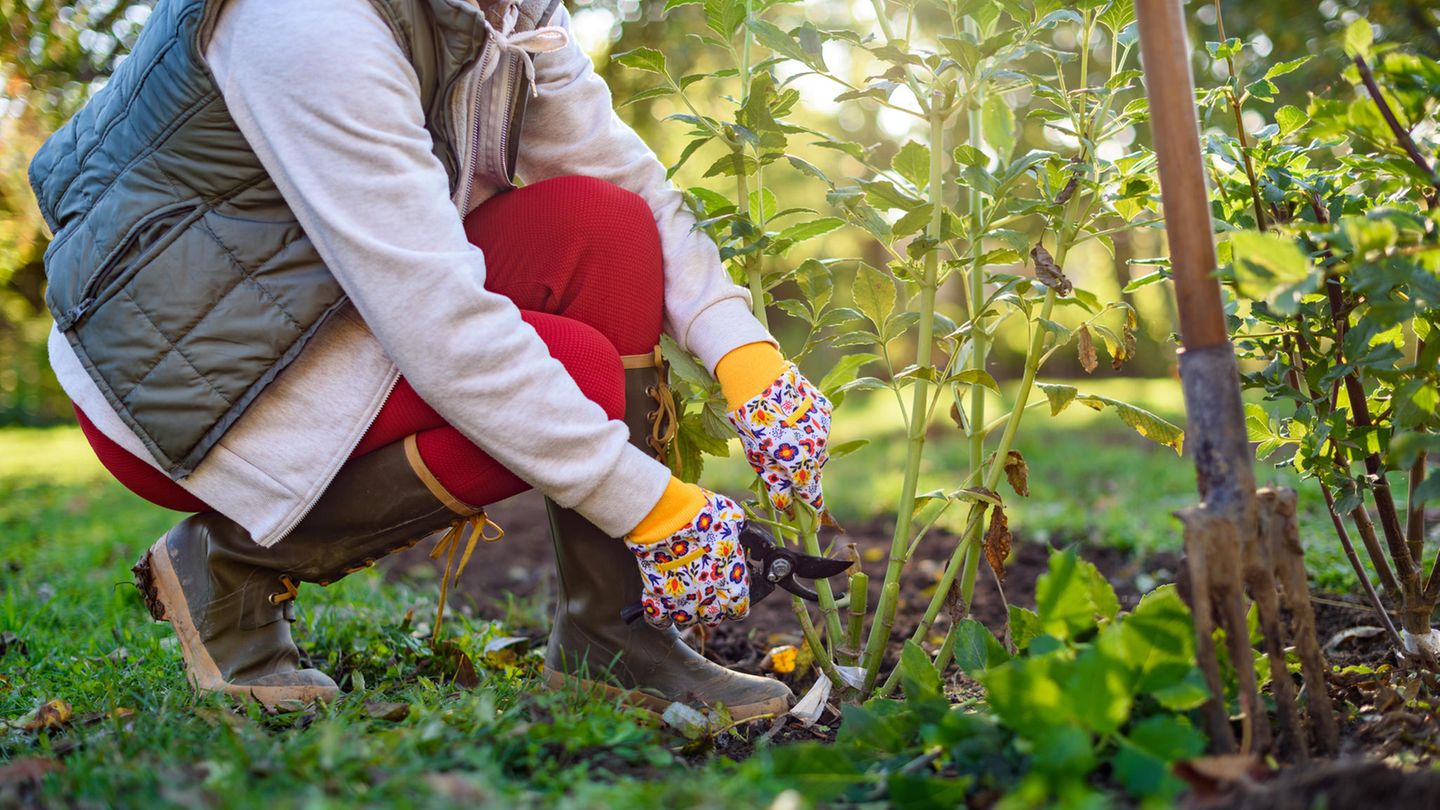 Gartenarbeit-im-Januar-5-Dinge-die-du-jetzt-unbedingt-tun-solltest