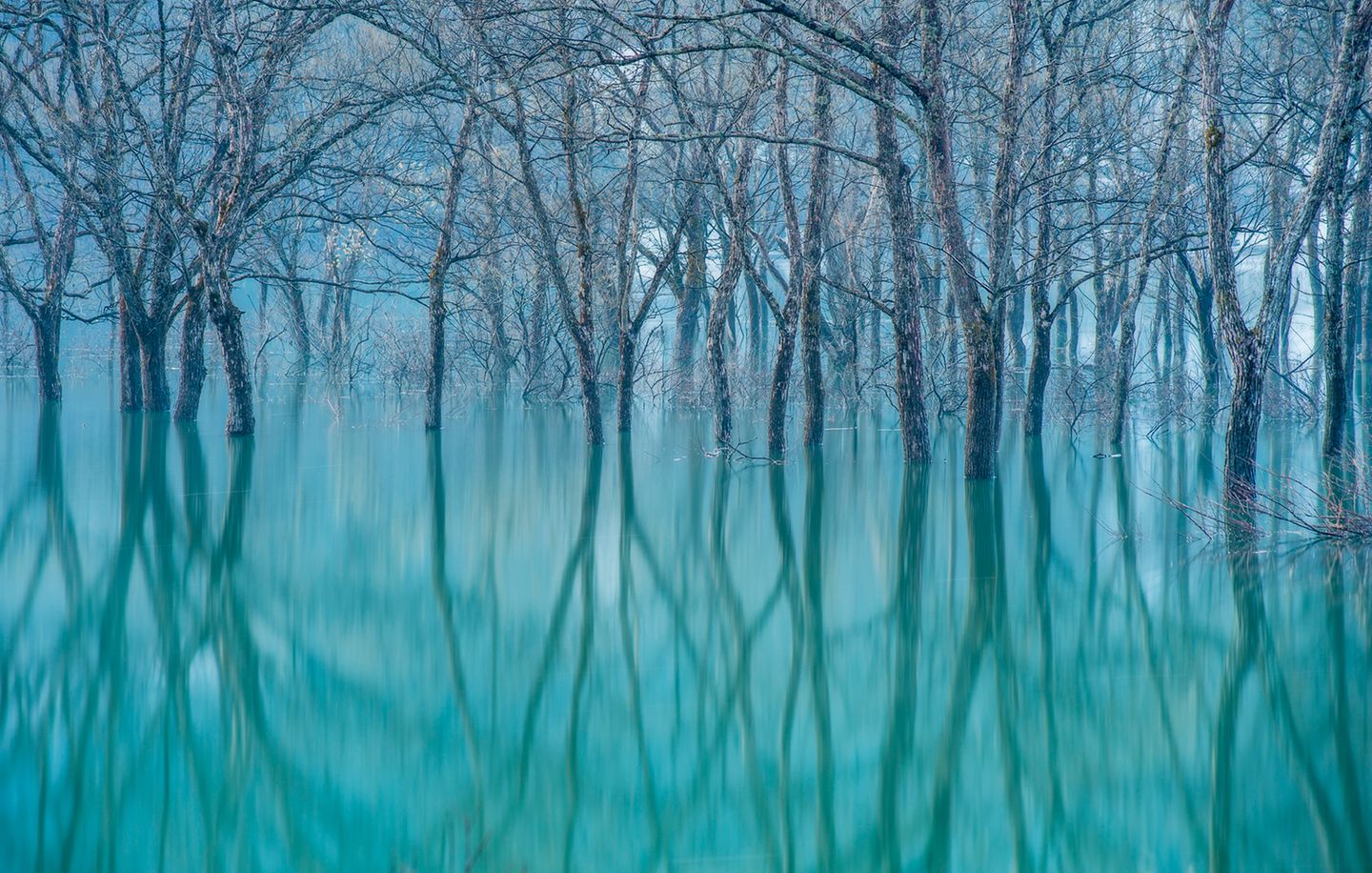 Travel Photographer of the Year 2023: Bäume im Wasser