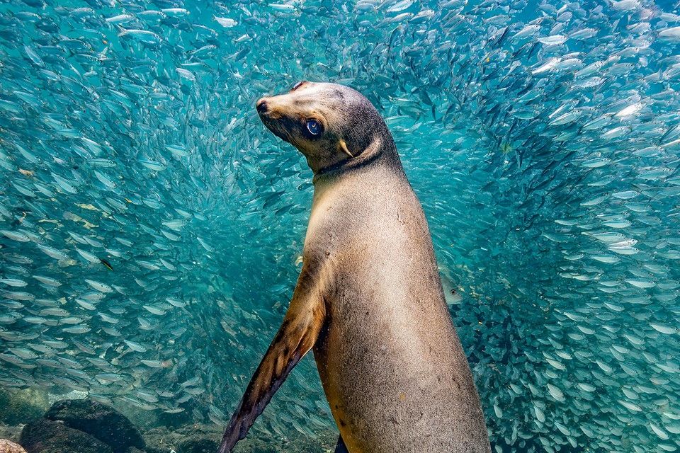 Nature Photography Contest: Seelöwe unter Wasser