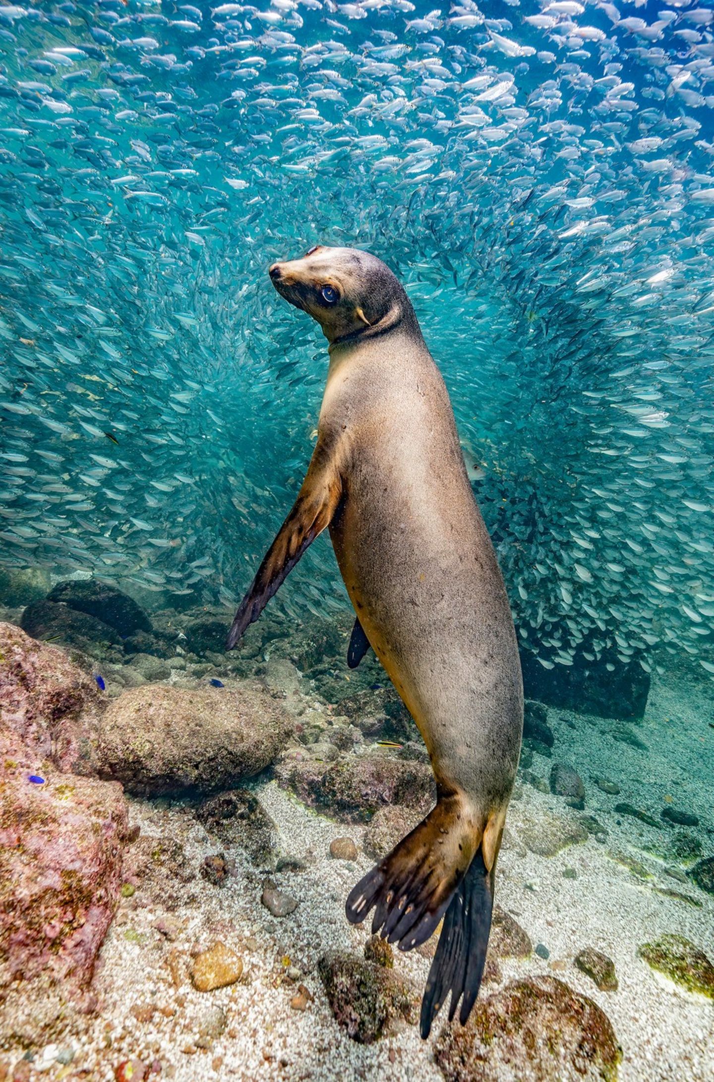 Nature Photography Contest: Seelöwe unter Wasser