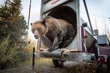 Nature Photography Contest: Bär kommt aus einer Falle