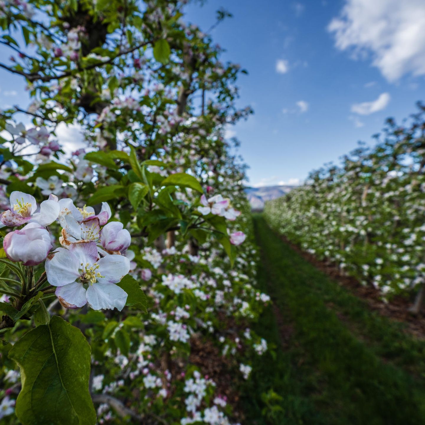 Apfelblüte in Dorf Tirol und Meran