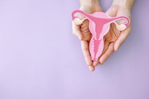 Leah Hazard: Zwei Hände halten ein Modell eines Uterus' 1.5004